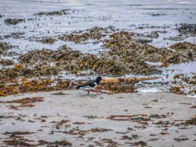 5 Thousand Mile Long Patch of Seaweed Coming Around Southern Florida