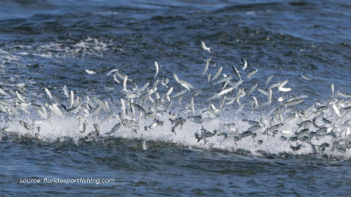 Baitfish Migration Patterns